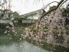 皇居・大手門の桜(9)
