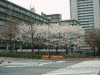 外務省横・潮見坂の桜(2)