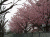 外務省横・潮見坂の桜(6)