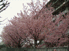 外務省横・潮見坂の桜(7)