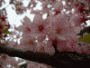 外務省横・潮見坂の桜(13)
