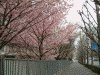 外務省横・潮見坂の桜(14)