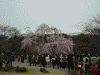 小石川後楽園の桜(1)