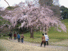 小石川後楽園の桜(3)
