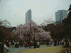 小石川後楽園の桜(4)