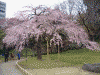 小石川後楽園の桜(5)