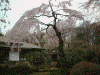 小石川後楽園の桜(6)