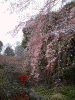 小石川後楽園の桜(8)