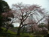 小石川後楽園の桜(10)