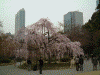 小石川後楽園の桜(11)