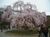 小石川後楽園の桜(12)