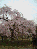 小石川後楽園の桜(13)