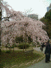 小石川後楽園の桜(14)
