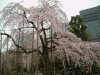 小石川後楽園の桜(15)