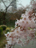 小石川後楽園の桜(17)