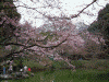 小石川後楽園の桜(18)