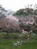 小石川後楽園の桜(19)