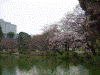 小石川後楽園の桜(20)