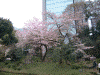 小石川後楽園の桜(21)