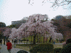 小石川後楽園の桜(24)