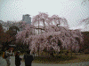 小石川後楽園の桜(26)