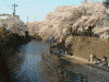 大岡川の桜(3)