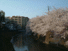 大岡川の桜(7)