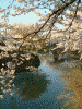 大岡川の桜(11)