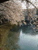 大岡川の桜(12)