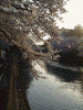 大岡川の桜(24)