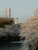 大岡川の桜(33)