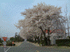 コスモ石油中央研究所の桜並木(2)