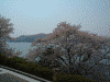 浜名湖サービスエリアから見る浜名湖と桜(1)