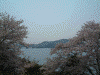 浜名湖サービスエリアから見る浜名湖と桜(3)