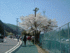 淡墨公園：駐車場近くの桜(2)