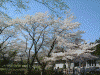 淡墨公園の桜(4)