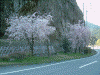 淡墨街道沿いのしだれ桜(1)