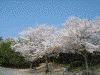 中央道 虎渓山サービスエリアの桜