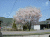 国道152号線沿いの桜