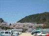 桜満開の高遠の街を歩く(1)