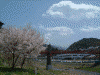 桜満開の高遠の街を歩く(4)