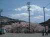 桜満開の高遠の街を歩く(7)