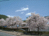 桜満開の高遠の街を歩く(10)