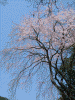 桜満開の高遠の街を歩く(12)