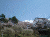 桜を見ながら高遠城址へ登る(1)