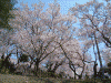 桜を見ながら高遠城址へ登る(6)