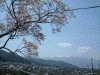 桜を見ながら高遠城址へ登る(7)
