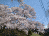 桜を見ながら高遠城址へ登る(8)