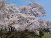 桜を見ながら高遠城址へ登る(9)