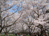桜を見ながら高遠城址へ登る(10)